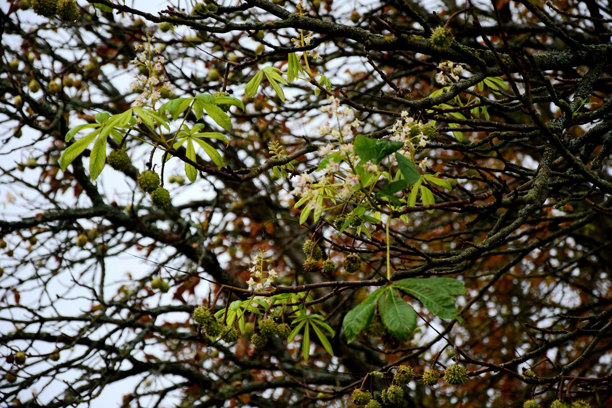 В Чернобыле зафиксировали странную природную аномалию: фото необычного сюрприза